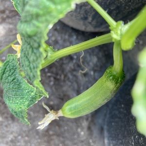 Meet your Posher, Renita